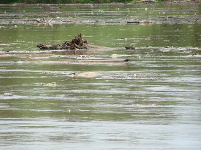 Part of a tree floating in the Missouri River - panoramio