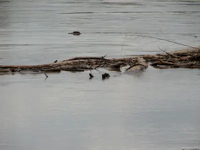 Driftwood on the Missouri River - panoramio