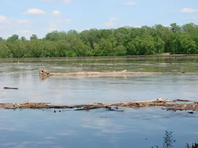 Tree floating by in the Missouri River - panoramio