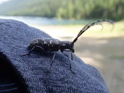 White Spotted Sawyer Beetle Visitor (51762359611)