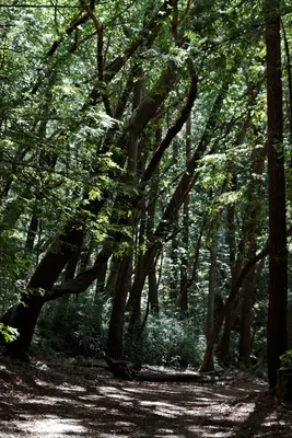 Big Basin Redwoods State Park (6803639018)