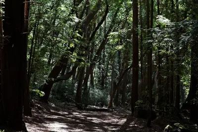 Big Basin Redwoods State Park (6949747157)