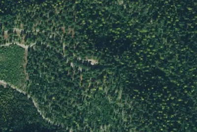 Tamarack 08b