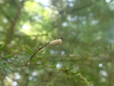 Hemlock Sawfly damage (48317929422)