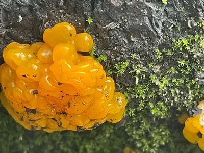 Dacrymyces dictyosporus 219041313