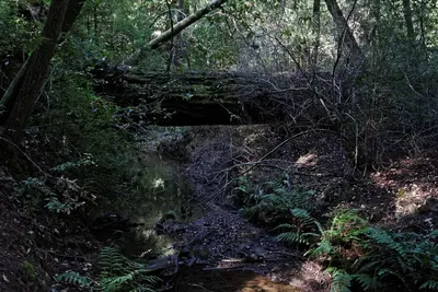 Big Basin Redwoods State Park (6949749933)