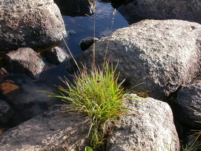 Deschampsia cespitosa - 3861898367