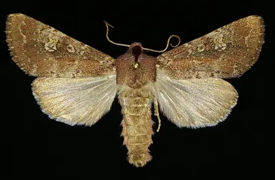 Sideridis artesta