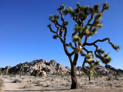 Joshua Tree (11658068986)