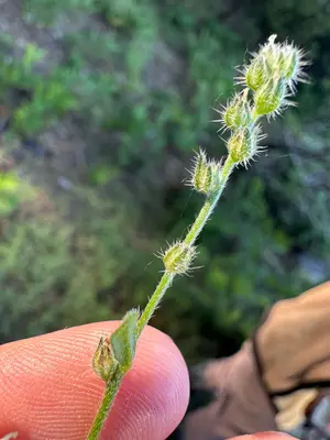 Cryptantha affinis - Matt Berger 02