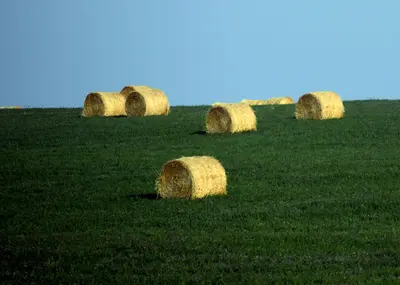 The Fields