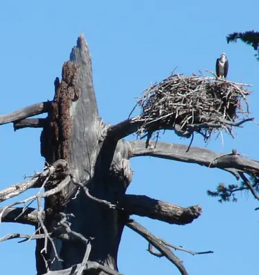 Lake Tahoe, CA, Southwest Shore, Osprey in Nest 9-2010 (5759544488)