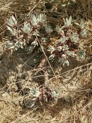 Coast Dudleya anacapa photo 85923280