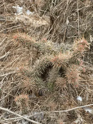 Cylindropuntia prolifera 9