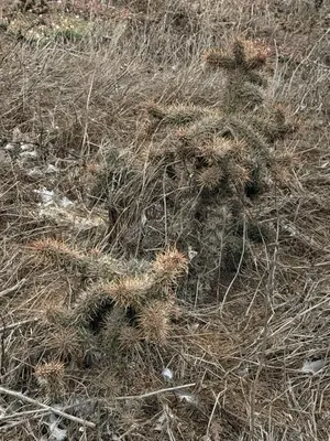 Cylindropuntia prolifera 8