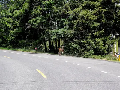 Bambi, dont do it - panoramio
