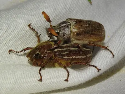 Polyphylla pottsorum 84459549