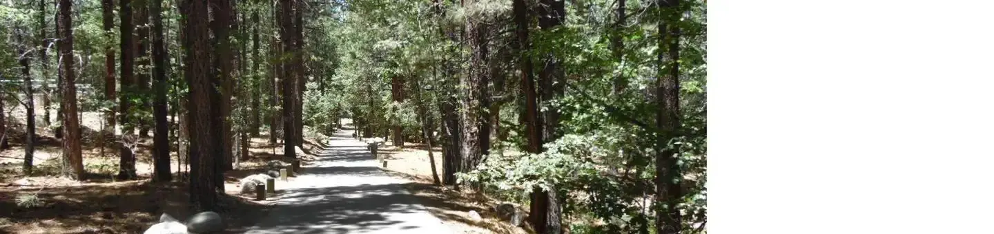 Scenic Road in Pineknot