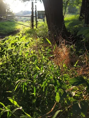 Decidiousgrasstrees