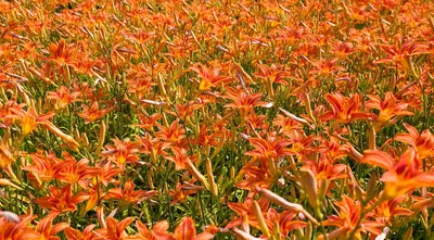 Orange lilies (Unsplash)
