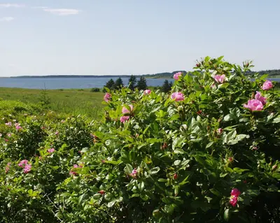 Mt Stewart to St Peters on Confederation Trail (931874096)