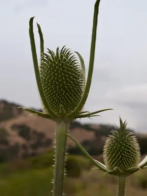 Fuller's teasel (Dipsacus fullonum) (5851242333)