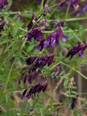 Hairy Vetch (Vicia villosa) (5831170715)