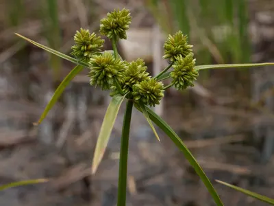 Fall Flatsedge (Cyperus eragrostis) (5845749679)