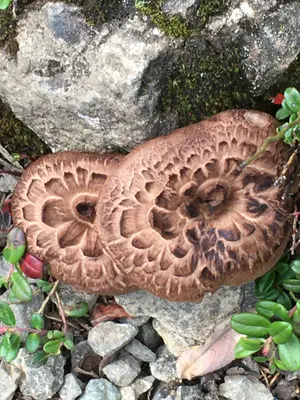 Sarcodon imbricatus 92072686
