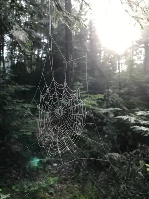 Spider web in the woods (983430e8-6cdc-4eef-8810-edcdfa62e479)