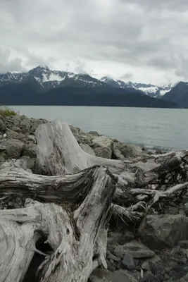 Resurrection Bay Driftwood