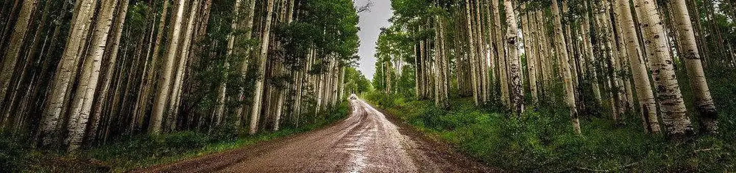 Aspens on the Uncompahgre