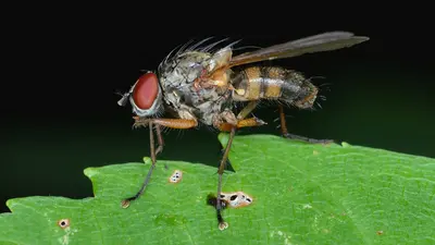 Root-maggot Fly (Anthomyiidae) - Gatineau Park, Quebec 2016-09-22