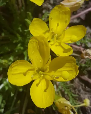 Taraxia tanacetifolia 7384409