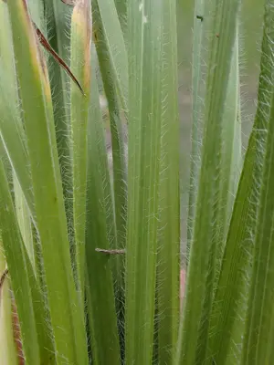 Bromus riparius - meadow brome - 53006752996