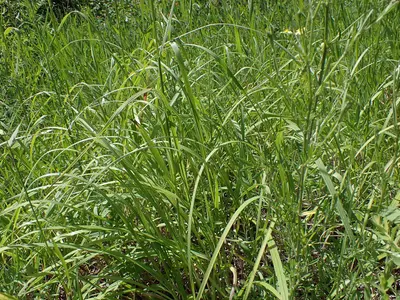 Bromus riparius - meadow brome - 53006919804