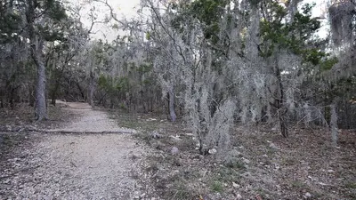 Moss Covered Trees Guadalupe River State Park Texas 2023