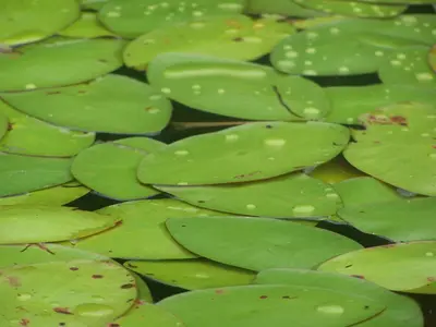 Brasenia schreberi floating leaves