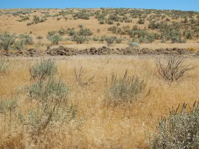 Bromus tectorum southeast of Boise (14798661571)