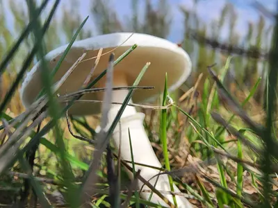Leucoagaricus leucothites 323905625