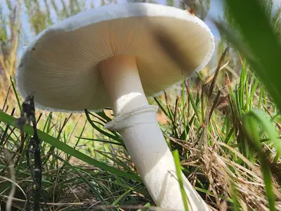 Leucoagaricus leucothites 323905898