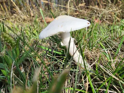 Leucoagaricus leucothites 323905646