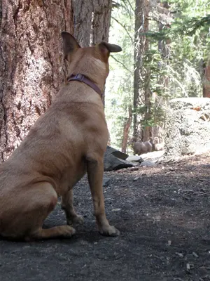 Bella and the bighorns (9229556711)