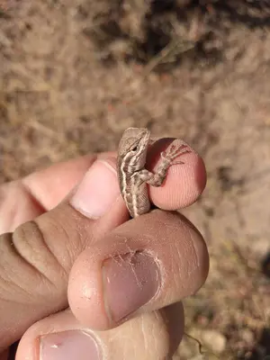 Small desert lizard
