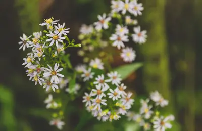 Flowers - Nerstrand Big Woods State Park, Minnesota (29507625746)