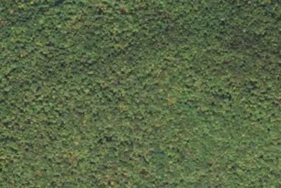 Camp site
