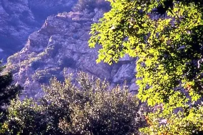Trees in Eaton Canyon (921738952)