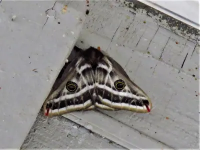 Agapema platensis 102442258