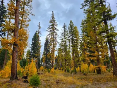 A forested area within Big Larch Campground. Western Larch trees can be seen displaying their gold needles in the fall.