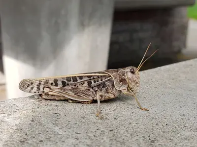 Pardalophora haldemanii 292004618